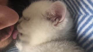 Cat kitten video