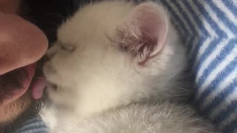 Cat kitten video