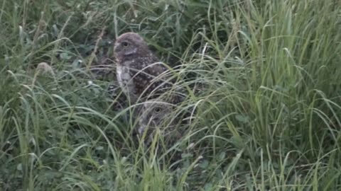 A walk to see the Ground Owls