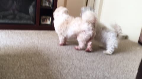 Two super cute dogs goofing around