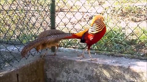 Most Beautiful Golden Parrot and Wading Birds