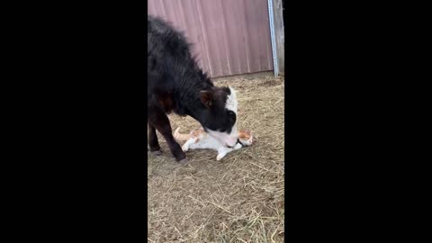 Incredible animal friendships: Cat & cow share special bond