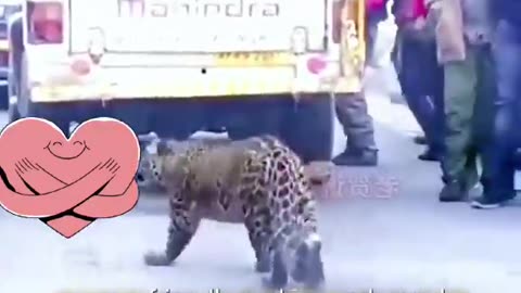 Mother leopard seeks help from Human to save her child