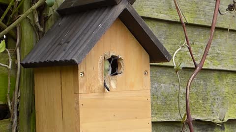 A nice bird pecking a hole