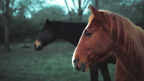 Beautiful horse 🐎🐴.