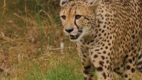 Facts About Cheetah