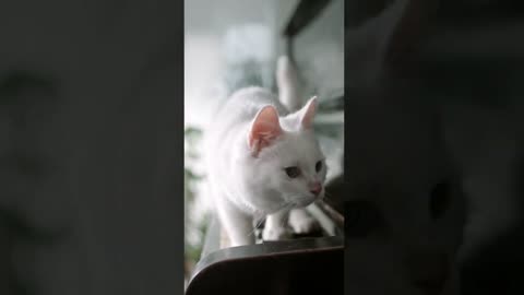 Cute Cat and Funny Videos | English Compilation