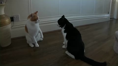 Cats Get Into a Real Fight Over Laser Pointer