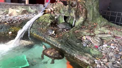 Brazilian Tortoise Life In My Fish Pond