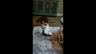 Savannah and Domestic Cat's Wrestling Match!
