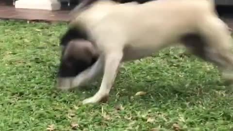 Dog and Ferrets Play Together on the Lawn