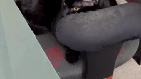 Adopting a Cat from a Shelter Vlog - Cute Precious Piper is Working Hard at Her Desk Job #shorts