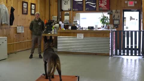 teach your dog to go to their bed ON COMMAND