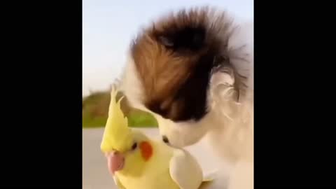 Unlikely Friends: Parrot And Dog Share Sweet Moment For The Camera