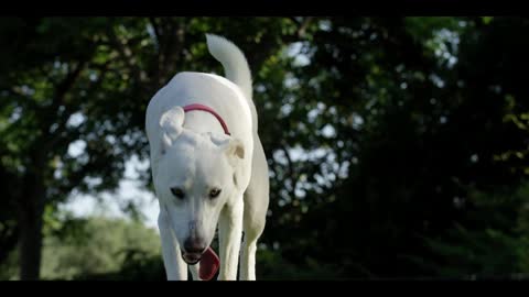 This cute dog is in motion