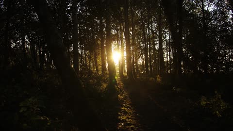 A The Ray Of A Setting Sun Peeking In The Tree Gaps Of A Forest