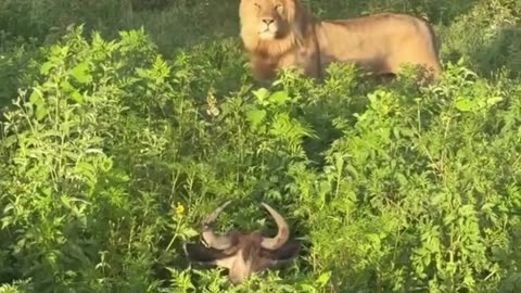 Lion smells buffalo in grass