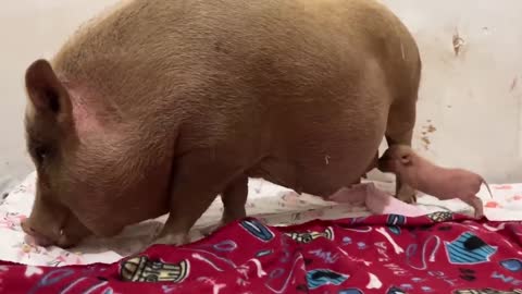 Rescued Mama Pig & Baby Piglet Talking to Each Other