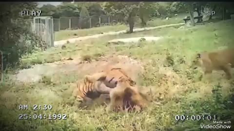 Lion vs Tiger