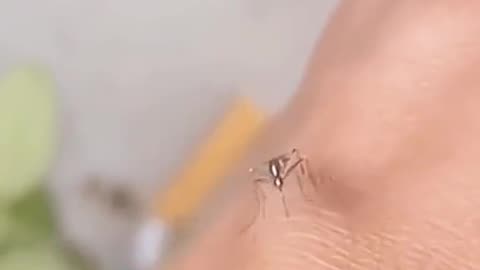 See more"Hilarious Mosquito Fails: The Unsharpened Needle Edition!