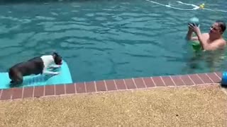 Boston Terrier Bops Ball From Pool Float