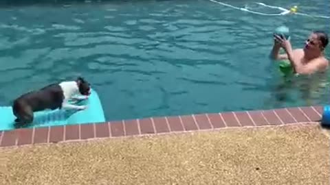 Boston Terrier Bops Ball From Pool Float
