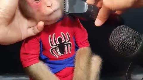 Cute Monkey Hair Trimming 🐒