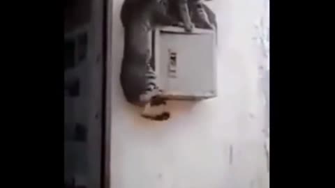 Cats falling from the top of the electrical box