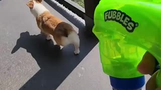 Corgi Puppy's reaction to bubbles for the first time! And Some! 🤣🐶