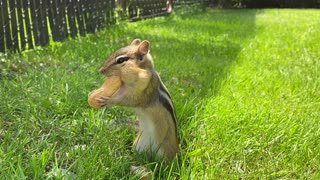 A Chipmunk and peanuts