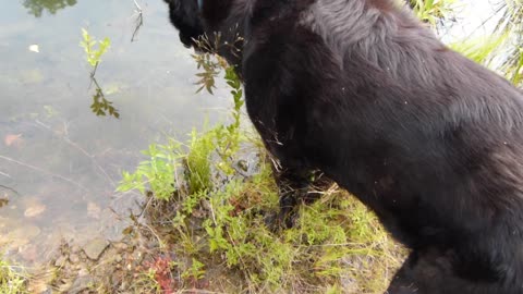 Dog and frog have epic standoff