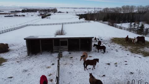 Looking at the horse pasture