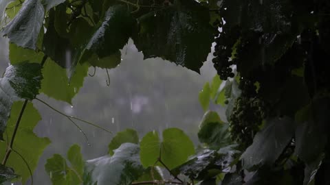 Soothing Sounds of Rain In The Rainforest: Relaxing Sleep & Meditation