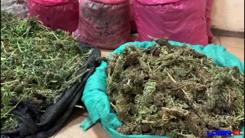 PDI incauta 107 kilos de cannabis