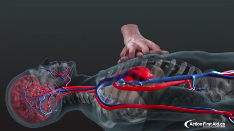 CPR in Action | A 3D look inside the body