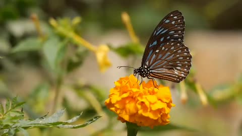 The most beautiful butterflies