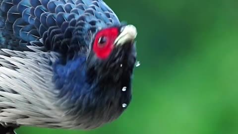 Most Beautiful Birds on Planet Earth