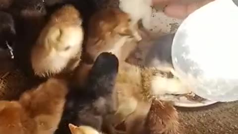 Newborn chicks 🐣🐥