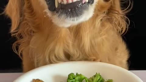 When Pup Meets Spice: Hilarious Adventures in Spicy Food Tasting