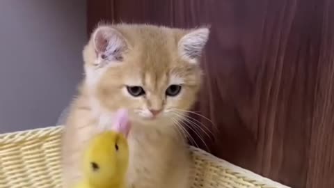 The life of ducklings and cute cats.