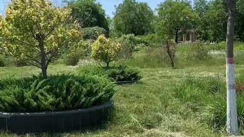 Unique shape of green plants