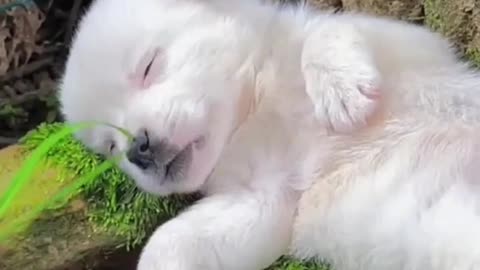 Cute puppy feel sleepy
