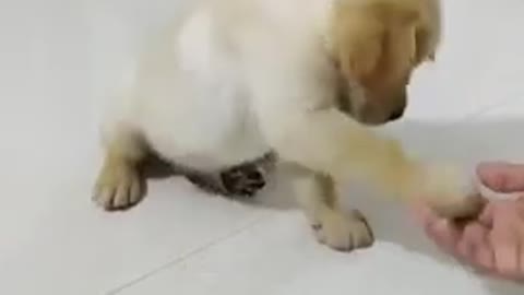 Cute puppy training