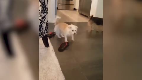 SILLY DOG WANTS TO PLAY FETCH!!