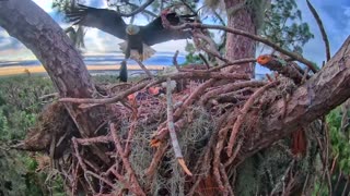 Bald Eagle vs. Baby Shark ??? #baldeagle #trophy catch #slab #catfish #fishing #doesthisthingwork?