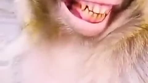 Monkey funny smile