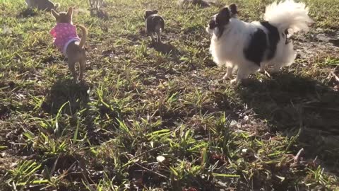 Chihuahua puppy can't run without barking