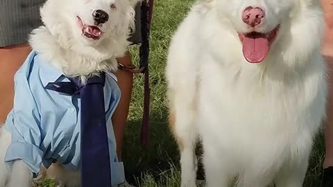 Deaf And Blind Dog Knows Special Language | The Dodo