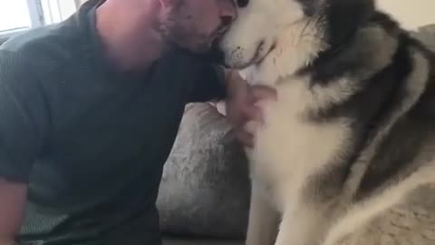Siberian husky want pet 🐾 from his owner