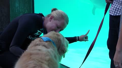 Kobe The Therapy Dog Meets Dolphins and Whales At SeaWorld San Diego